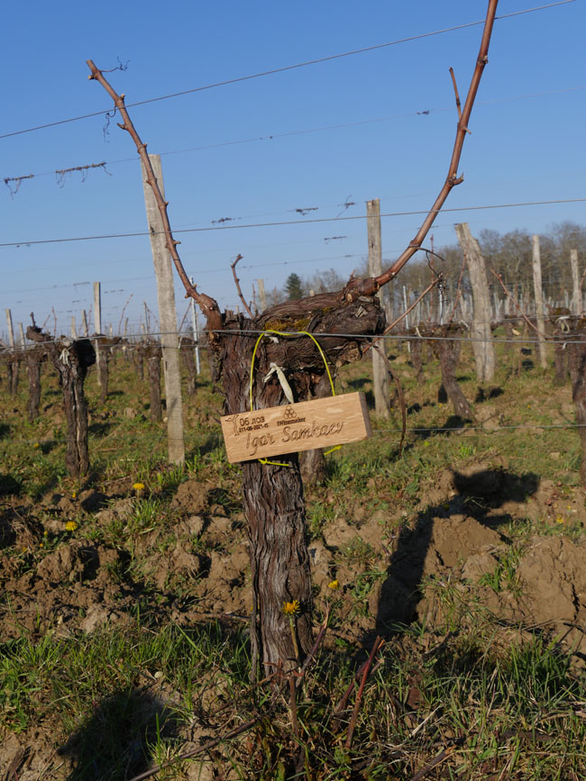 Виноградник на урожай